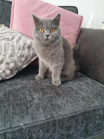 Image 7 of Eight month old British blue female looking for a home
