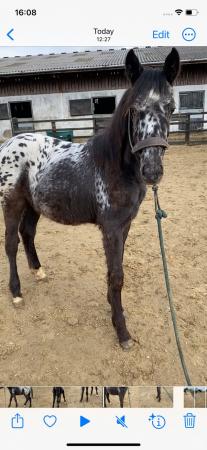 Image 2 of Appaloosa yearling for sale