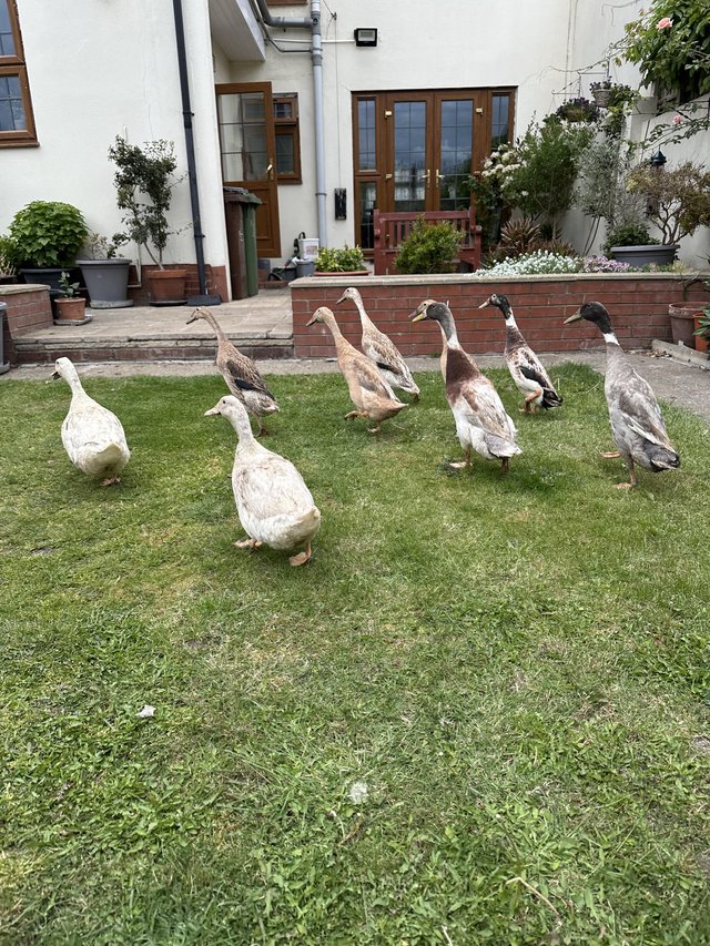 Indian runner ducks, pekin ducks, Cayuga ducks 