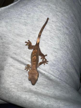 Image 3 of Baby crested geckos available