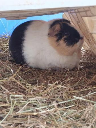 Image 1 of Two Cuy X Guinea pig females