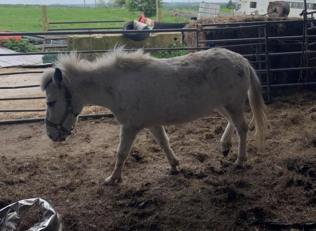 Image 1 of White Female Mule for sale