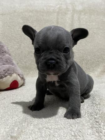 Image 6 of French bulldog puppies 3 left