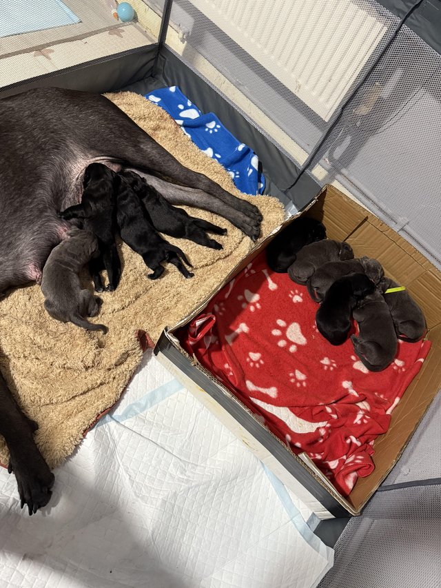2 week old cane corso pups