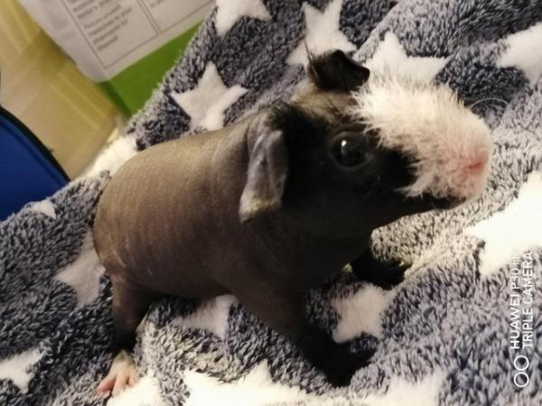 Image 2 of Young skinnypig boar for sale