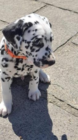Image 6 of Stunning pedigree KC registered dalmatian puppies, black and