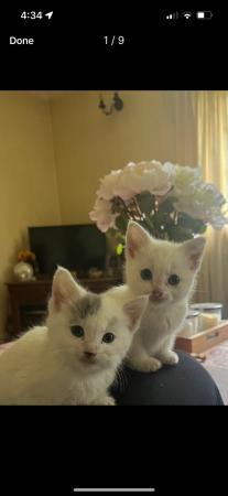 Image 1 of Beautiful white and grey farmhouse kittens