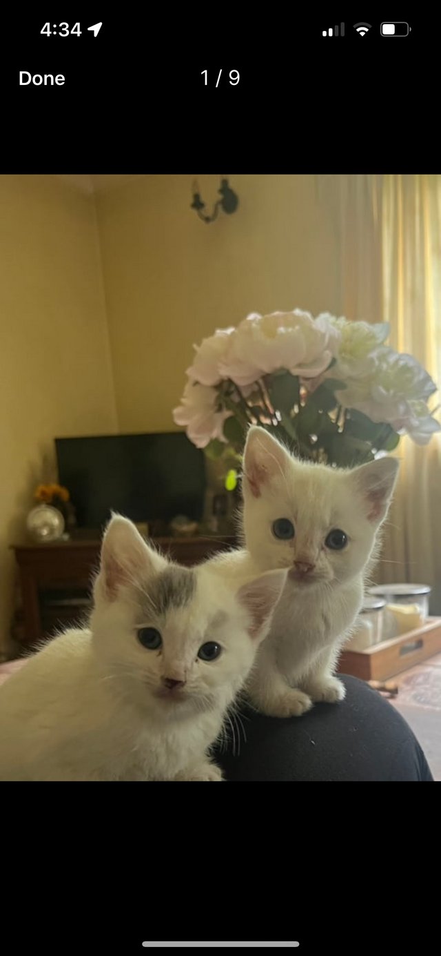 Preview of the first image of Beautiful white and grey farmhouse kittens.
