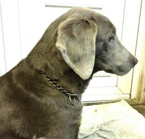 Image 1 of Silver Labrador at stud. KC reg.