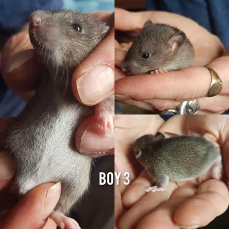Image 4 of Baby rats girls and boys smooth coat top eared