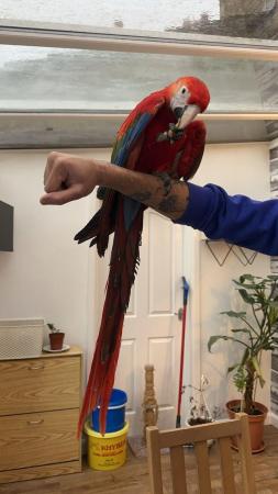 Image 9 of ??Adorable Baby Scarlet Macaw for Sale!??