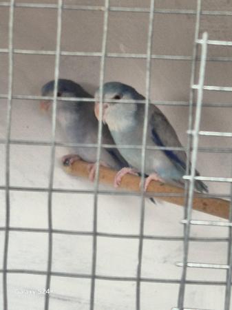 Image 5 of Mutation parrotlets males