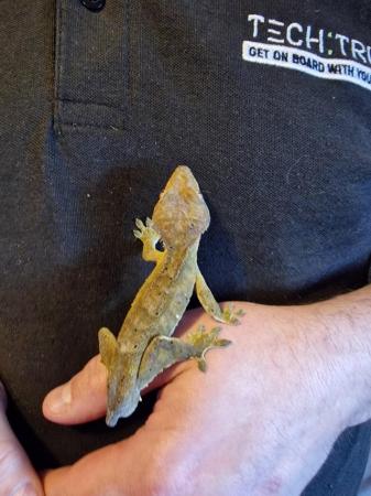 Image 3 of Male crested gecko available