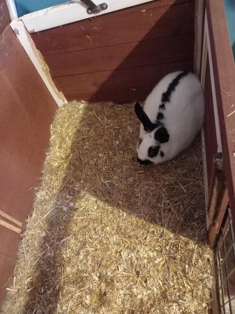 Image 3 of 2 9 month old rabbits for sale with hutch
