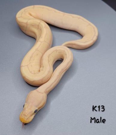 Image 25 of Various Hatchling Ball Python's CB23 - Availability List