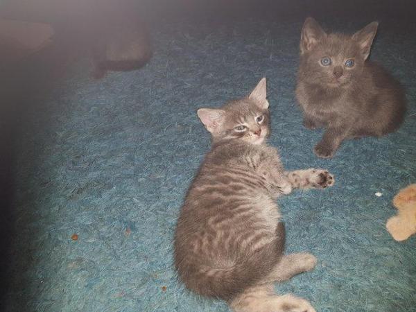 Image 11 of Russian blue cross blue silver marbled bengal kittens