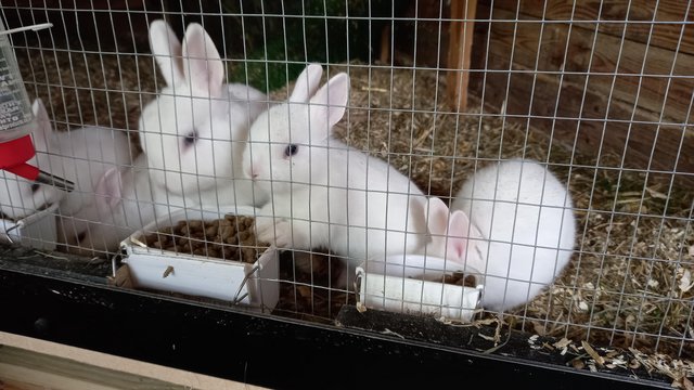 Image 2 of Cute Blue Eyed white Netherland Dwarf bunnies
