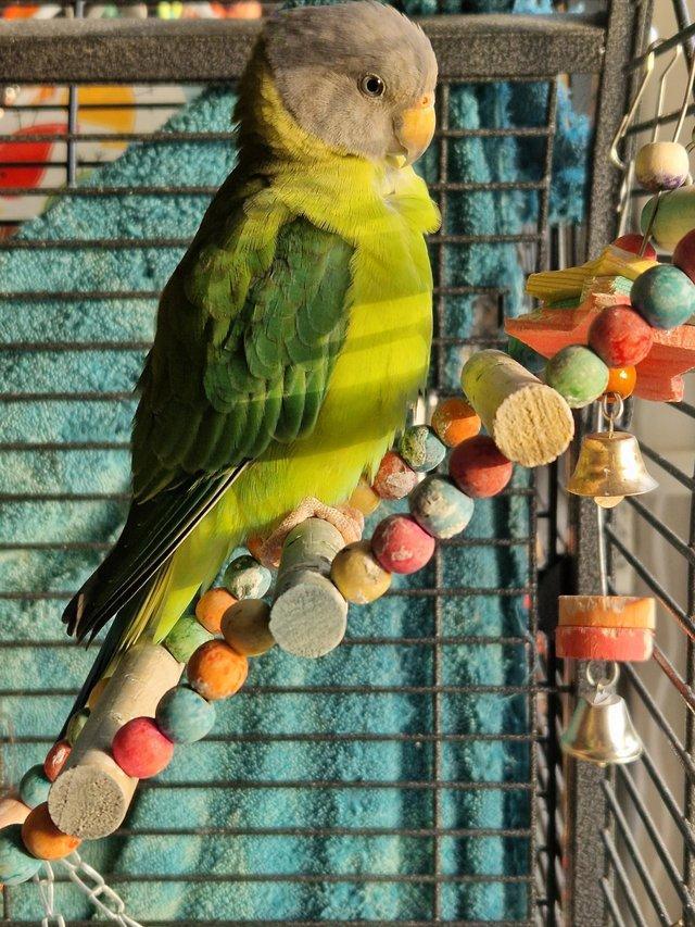 Preview of the first image of Plumhead parakeets 3yr old male and female.
