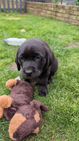 Image 5 of SHOW LINE HOME REARERED KC REG LABRADOR PUPPIES