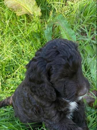 Image 11 of Miniature Cockapoo puppies (price negotiable ready to go )