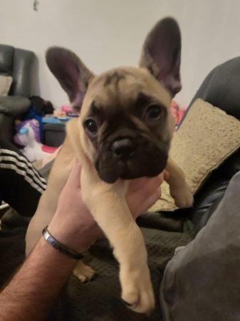 Image 12 of French Bulldog Puppies ALL SOLD