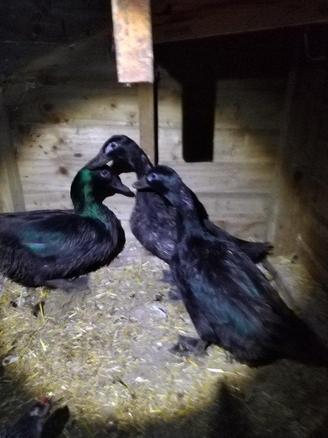 Preview of the first image of For sale trio of Cayuga ducks.