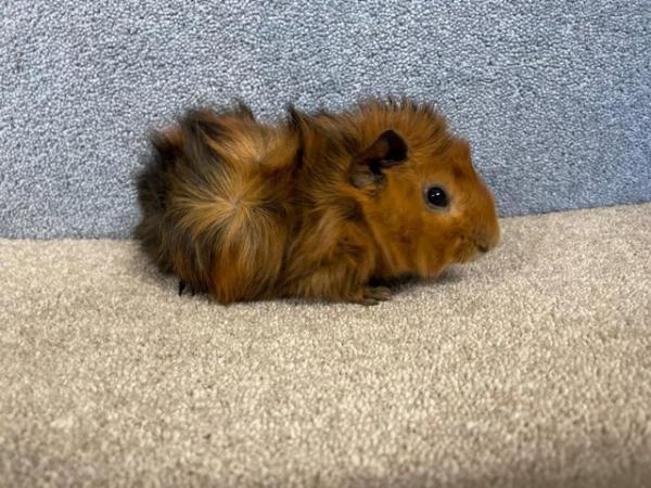 Image 5 of Abyssinian Male Guinea Pig for Rehoming