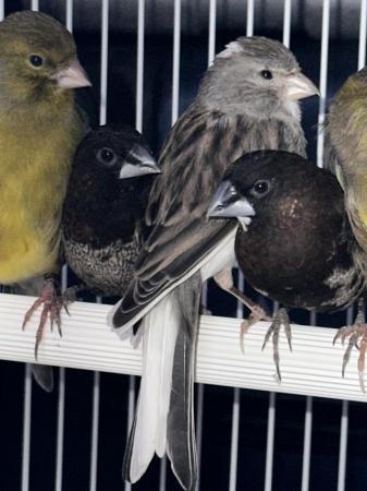 Image 2 of Pairs of Bengalese finches for sale