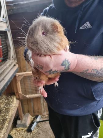 Image 12 of Baby boar guinea pigs for sale