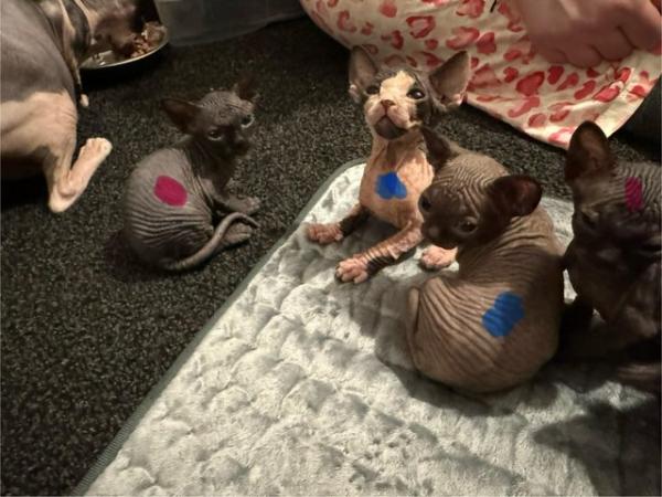 Image 16 of 5 Sphynx kittens for sale, 2 boys, 1 girl left £600 each