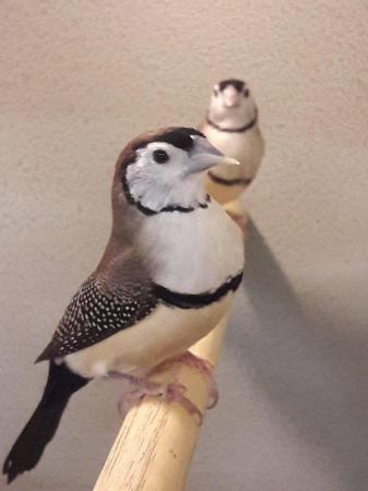 Image 1 of Various Finches for sale at Animaltastic