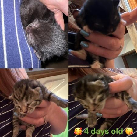 Image 6 of Kittens ready for their new homes beginning of May