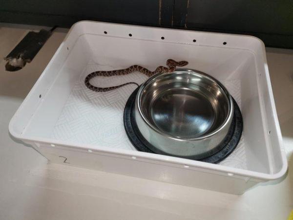 Image 18 of Lovley young corn snake available