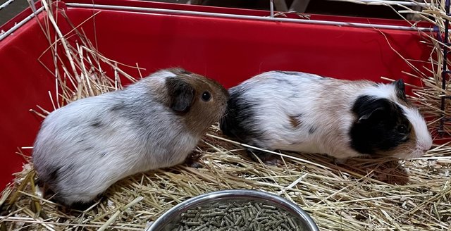 Image 2 of 9-11 week old guinea pigs