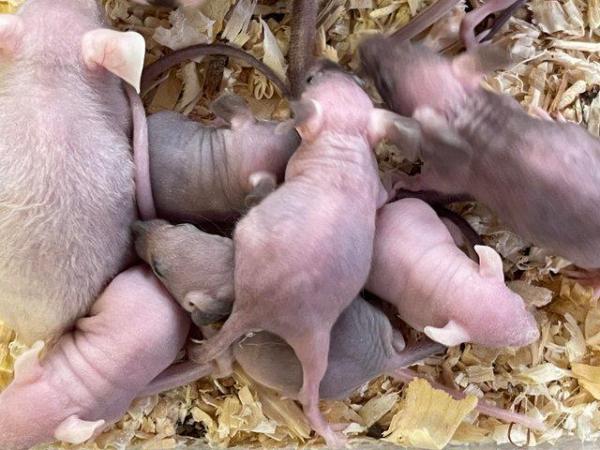 Image 2 of Hairless mice for sale , limited number only