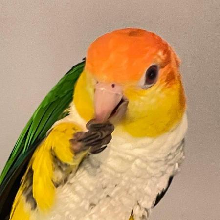 Image 4 of Caique yellow thigh parrot hand tame inc delivery allaranged