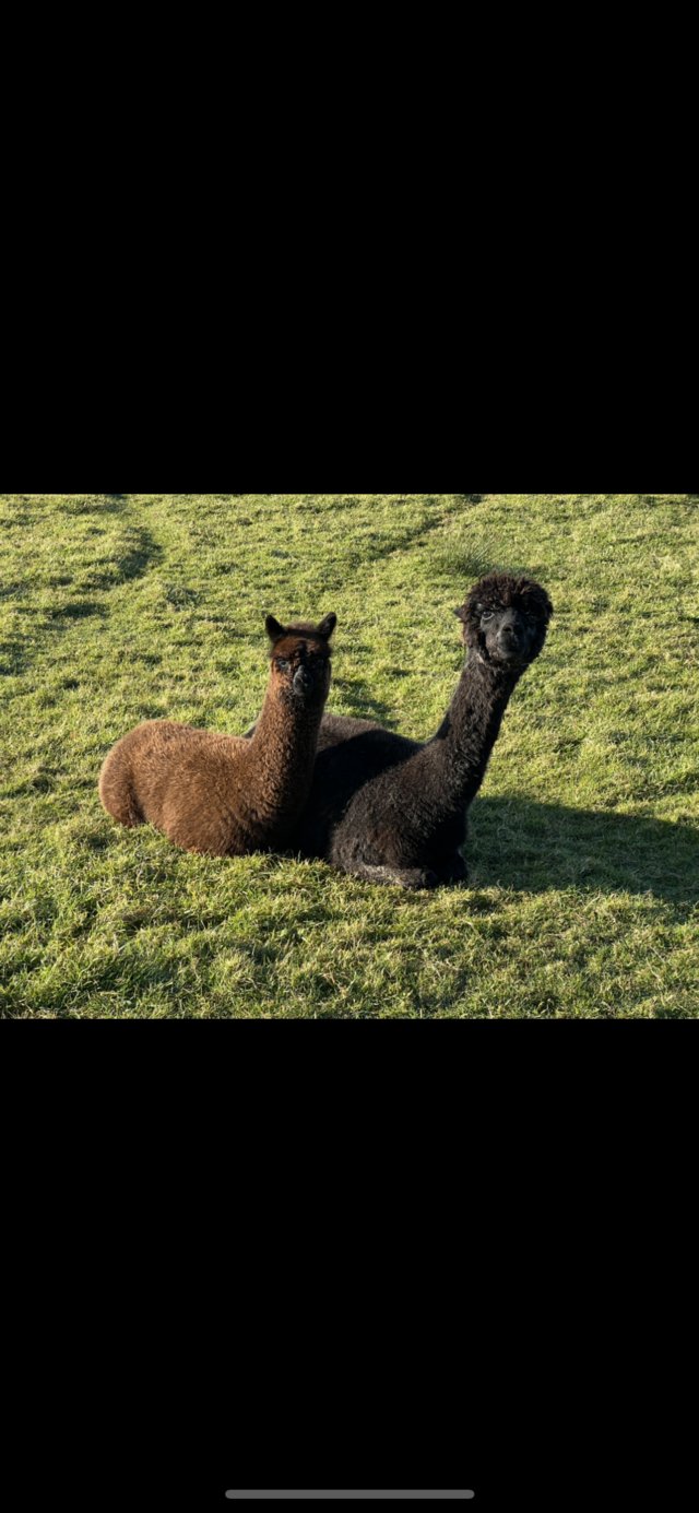 Preview of the first image of Alpaca starter herd champion limes.