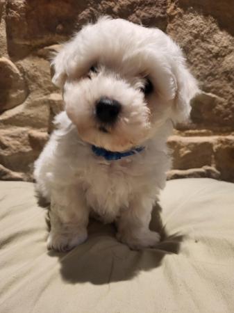Image 6 of Gorgeous KC registered, health tested, Bichon Frise pups