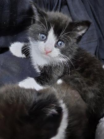 Image 7 of Black and white kittens. 6 weeks old. Ready 4th May