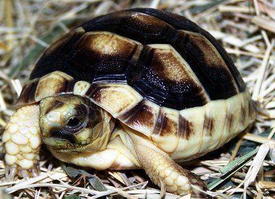 Image 3 of Captive Bred Baby Marginated Tortoise (Testudo marginata)