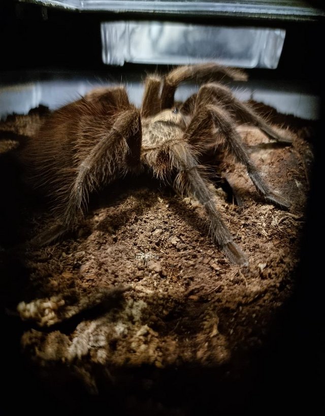 Preview of the first image of Cuban Bronze Tarantula and Plastic Enclosure.