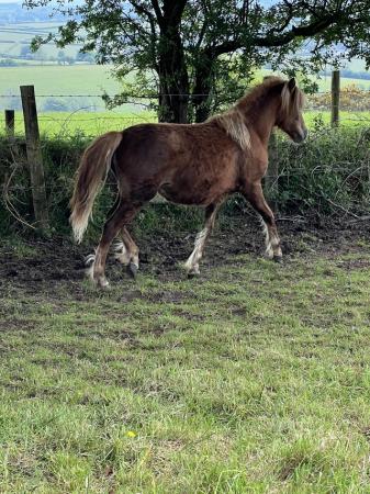 Image 1 of Registered Dartmoor yearling filly