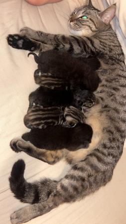 Image 2 of 1 black tabby female kittens ready to leave 8th may