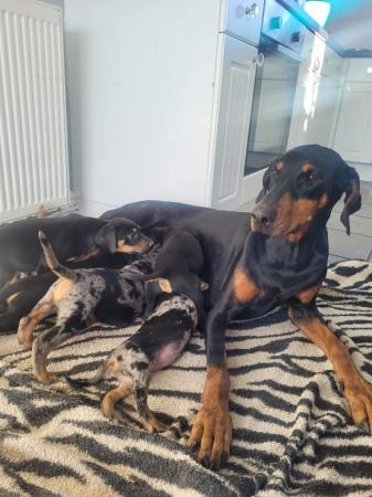 Image 4 of Fully vaccinated unique dobermann puppies