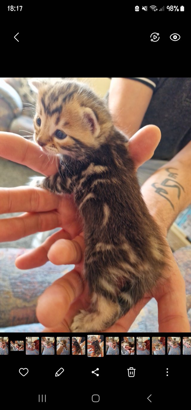 Preview of the first image of Only 3 female kittens left to reserve.