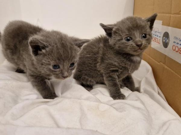 Image 5 of 3 beautiful Russian blue cross grey kittens