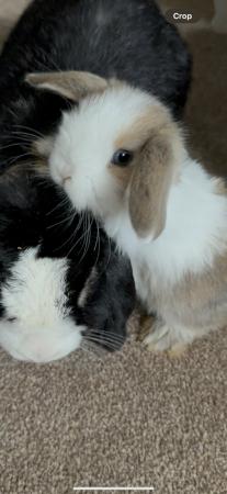 Image 3 of 1 mini lop doe available // RTL now!!