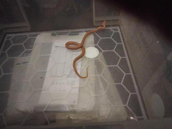 Image 2 of 7 month old babyHouse snakes eatingshedding ok