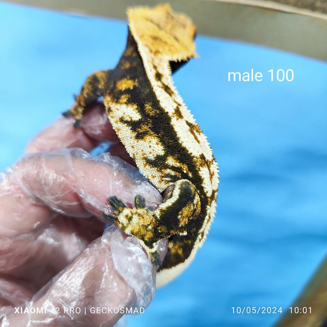 Preview of the first image of Reducing the male crested geckos in my collection.
