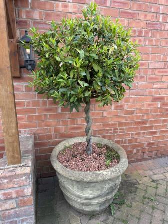 Image 1 of Matching Bay Trees in stone pots